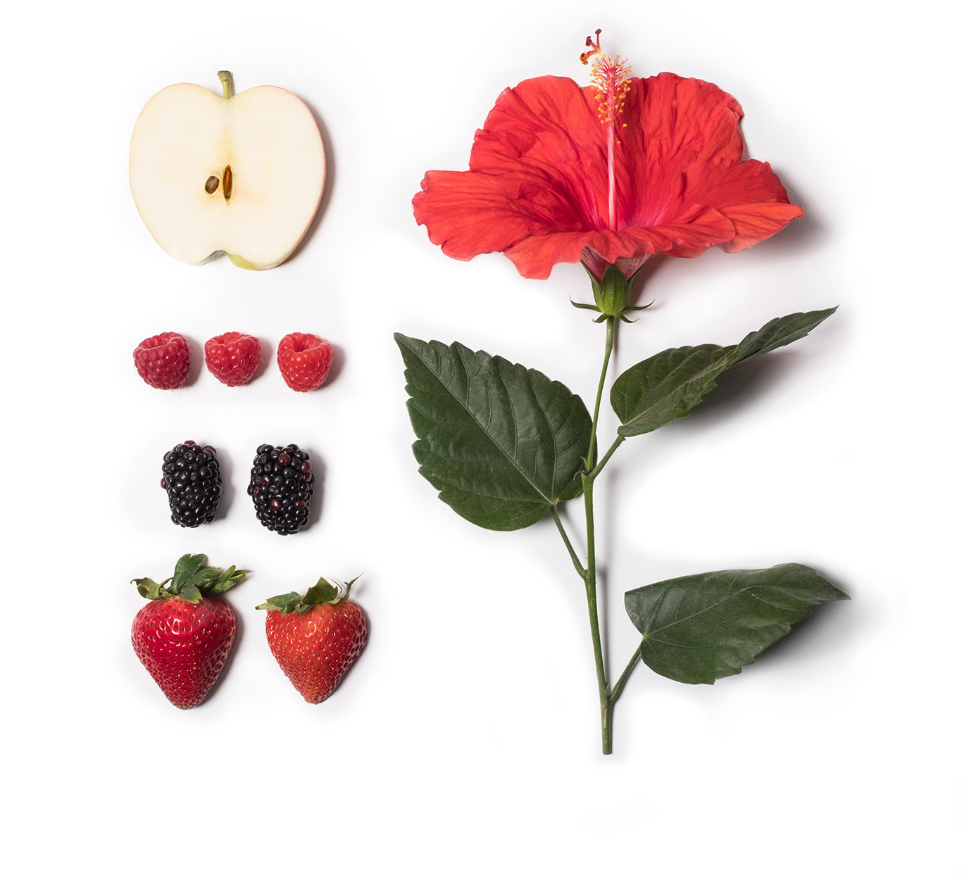 Overhead photo of Olli Berry Bliss Herbal Tea ingredients including Apple, Raspberry, Blackberry, Strawberry and Hibiscus