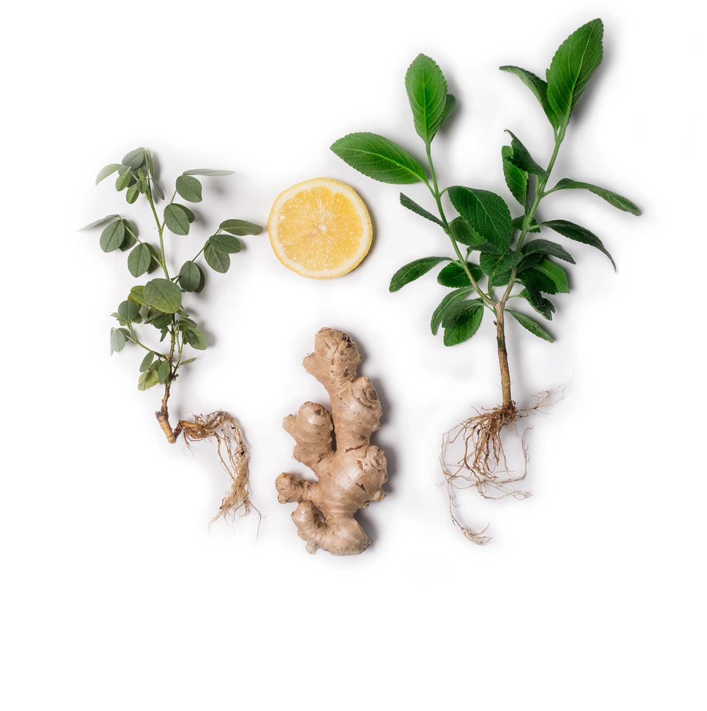 Photo of Olli Melo Green Tea ingredients including Ginger, Lemon, and Green Tea leaves