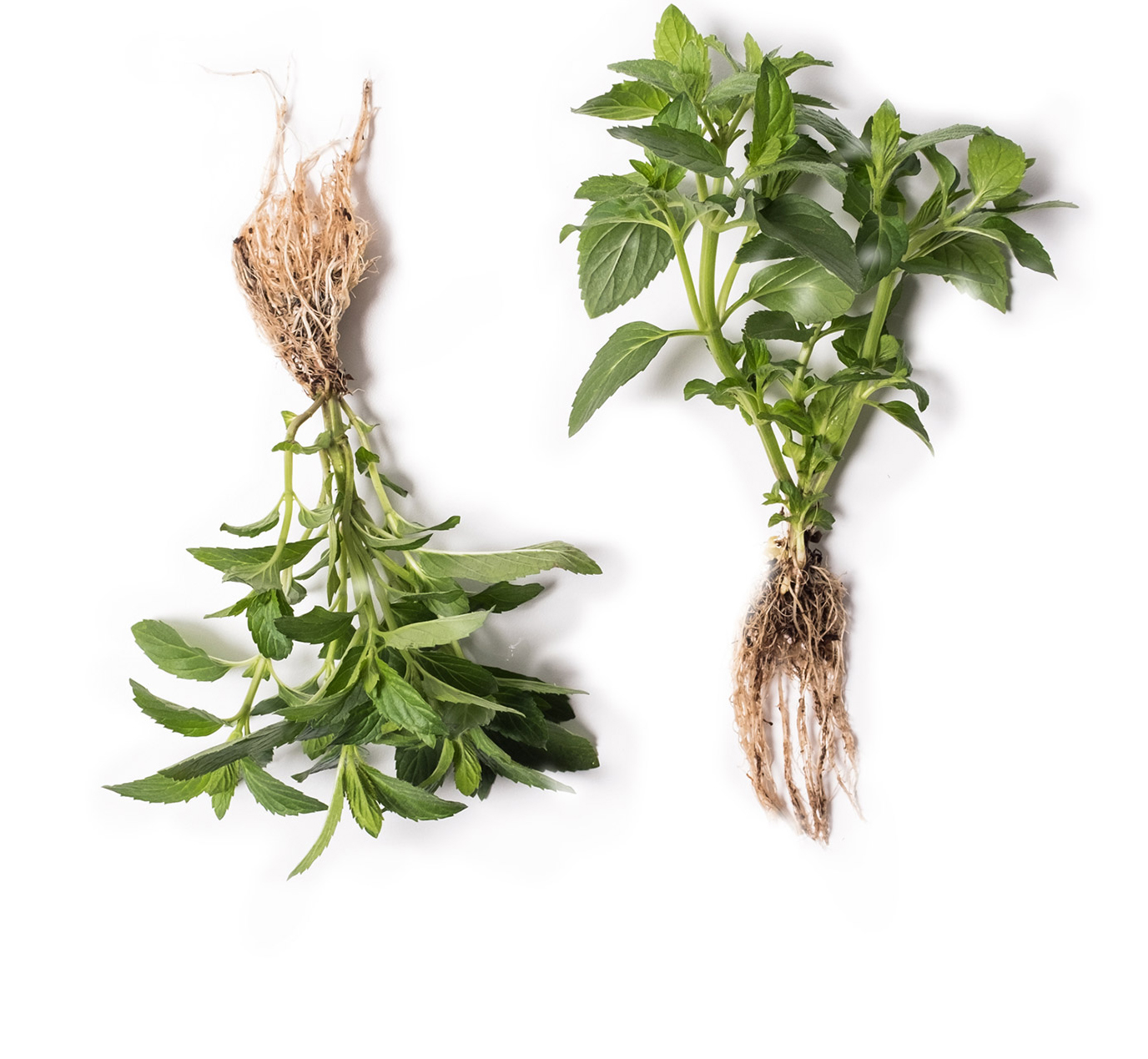 Overhead photo of Olli Misty Mountain Tea ingredients including two types of mint
