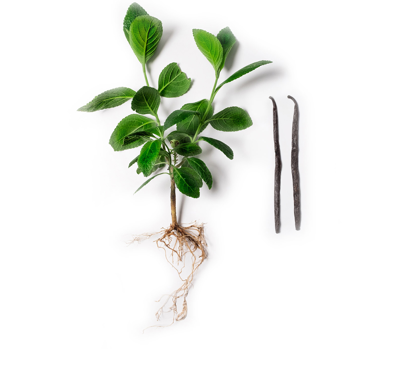 Overhead photo of Olli Rich Vanilla Black Tea ingredients including Black Tea Leaves and Vanilla