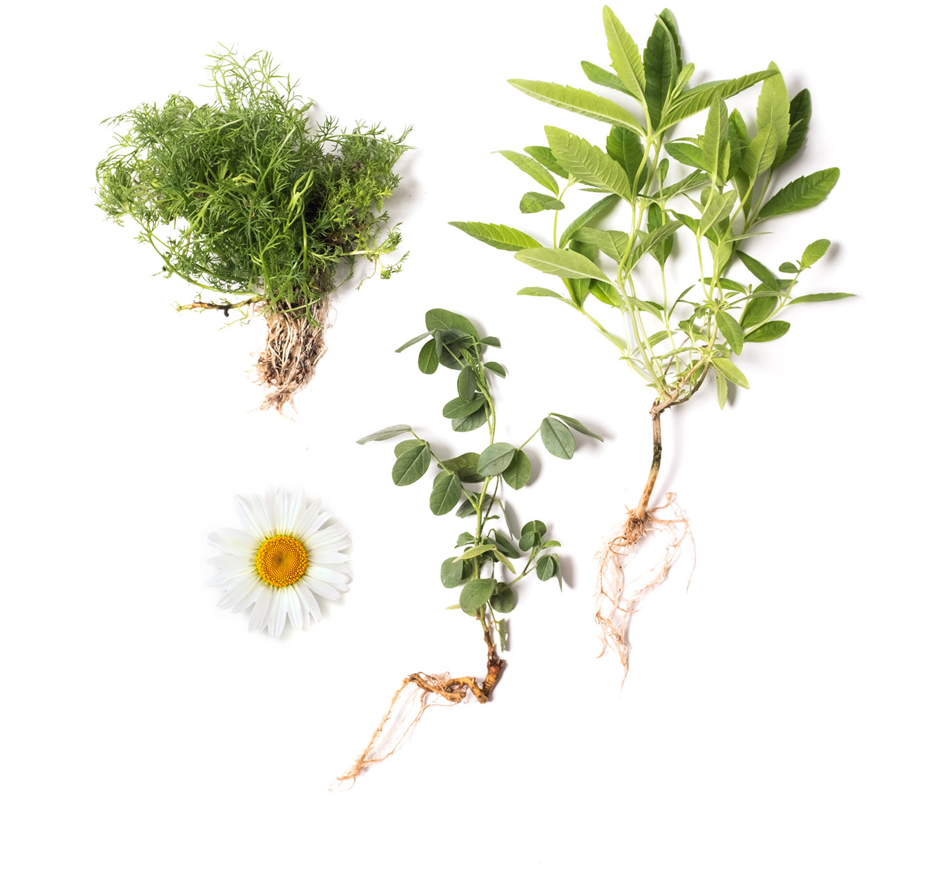 Photo of Olli Sweet Chamomille Tea ingredients